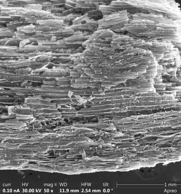 INTELLECTUAL CURIOUSITY